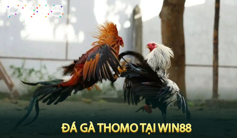 Đá Gà Thomo